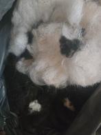 AlpacaWol: 3 Mooie, Schone Vachten, Hobby en Vrije tijd, Spinnewielen en Spinnen, Ophalen of Verzenden, Zo goed als nieuw, Spinwol