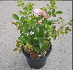Rosa the fairy rood, roze en wit Perkroos struikroos, Ophalen, Zomer, Overige soorten, Volle zon