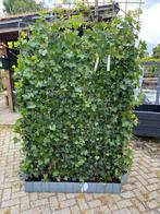 Hedera kant en klaar schermen 120x180 cm en 120 x120 cm, Ophalen of Verzenden, Overige soorten, 100 tot 250 cm