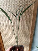 Dypsis Pembana, Huis en Inrichting, Kamerplanten, Palm, Ophalen of Verzenden, In pot, Minder dan 100 cm