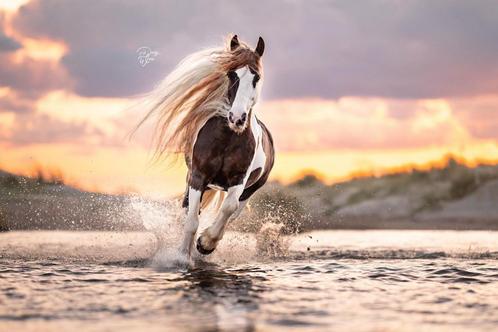 Te koop lieve tinker ruin, Dieren en Toebehoren, Paarden en Pony's | Verzorgingsproducten, Zo goed als nieuw, Ophalen