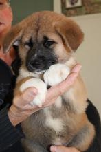 AKITA INU PUP // MAG NU WEG!, Rabiës (hondsdolheid), Overige rassen, 8 tot 15 weken, Meerdere