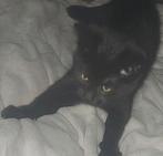 Kittens, Dieren en Toebehoren, Ophalen