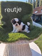 Te koop mooie speelse boomer pups, Dieren en Toebehoren, Honden | Chihuahua's en Gezelschapshonden, CDV (hondenziekte), 8 tot 15 weken
