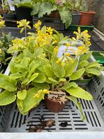 Primula veris/Sleutelbloem geel bio, Zomer, Vaste plant, Ophalen of Verzenden, Groenteplanten