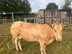 Koe met kalf en pink, Dieren en Toebehoren, Runderen, Meerdere dieren, 3 tot 6 jaar