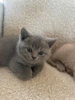 Bristkorthaar kittens, Dieren en Toebehoren, Kater, Ontwormd