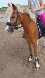 Lieve, knappe welsh A ruin 3 jaar (v. Tiffwyl Mark One), Dieren en Toebehoren, Ruin, Recreatiepony, 3 tot 6 jaar