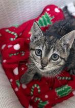 Kittens kruising oosterse korthaar, Dieren en Toebehoren, Katten en Kittens | Overige Katten, Meerdere dieren, Kortharig, 0 tot 2 jaar