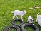 2 dwerggeit bokjes. Wit licht abrikoos en bont bokje, Dieren en Toebehoren, Schapen, Geiten en Varkens, Mannelijk, Geit