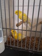 Koppel waterslagers, Meerdere dieren, Zangkanarie