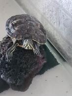 schildpad, Dieren en Toebehoren, Reptielen en Amfibieën, Schildpad, Met terrarium, 3 tot 6 jaar