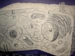 Wandplaat :Ultra structure of the cell, Antiek en Kunst, Antiek | Schoolplaten, Natuur en Biologie, Ophalen