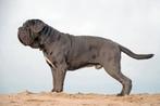 Mastino napolitano ik ben opzoek, Dieren en Toebehoren, Reu, 8 tot 15 weken, Eén hond, Nederland