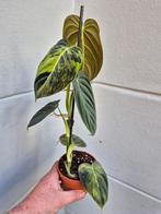 Philodendron Melanochrysum Variegata p10 (2), Huis en Inrichting, Ophalen of Verzenden, Overige soorten, Minder dan 100 cm