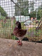 Te koop king duif, Dieren en Toebehoren, Vogels | Duiven, Mannelijk, Overige soorten