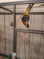 Lori van de blauwe bergen, Mannelijk, Papegaai, Pratend