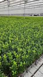 Euonymus Green Spire - Haagplant - Zwaar - groenblijvend, Tuin en Terras, Planten | Struiken en Hagen, Ophalen of Verzenden, Overige soorten