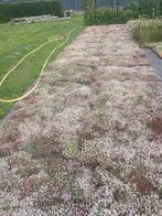 Sedum matten als groenblijvende bodem bedekking, Bodembedekkers, Volle zon, Vaste plant, Ophalen of Verzenden