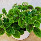 Pilea Moon Valley kamerplant, Huis en Inrichting, Kamerplanten, Ophalen of Verzenden