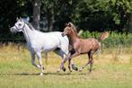 Arabisch Volbloed Merrie Drachtig #arabier, Dieren en Toebehoren, Merrie