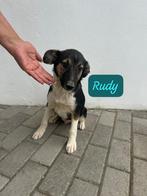 Rudy lieve pup, Particulier, Rabiës (hondsdolheid), Reu, 8 tot 15 weken