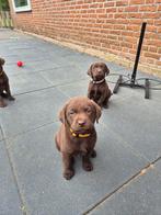 Labrador pups nog 1 reutje beschikbaar! Mag direct mee., Dieren en Toebehoren, Honden | Retrievers, Spaniëls en Waterhonden, 8 tot 15 weken