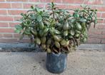 Crassula, Ophalen, Overige soorten