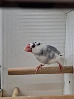 Mooi bonte grote rijstvogel man, Dieren en Toebehoren, Vogels | Overige Vogels, Mannelijk, Tropenvogel, Geringd