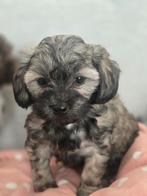 Super mooie gezonde boomer pups. Maltezer maal shih tzu, Dieren en Toebehoren, Honden | Chihuahua's en Gezelschapshonden, Overige rassen