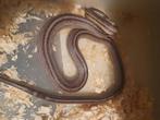 0.1 anery tessera, Dieren en Toebehoren, Slang, 0 tot 2 jaar