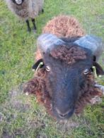Mooie ousseant ram, Dieren en Toebehoren, Schapen, Geiten en Varkens, Mannelijk, Schaap, 0 tot 2 jaar