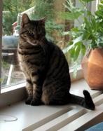 Vicky (10) zoekt een nieuwe thuis, Dieren en Toebehoren, Katten en Kittens | Overige Katten, Poes