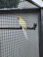Strogele rosella Lutino man, Dieren en Toebehoren, Vogels | Parkieten en Papegaaien, Mannelijk, Parkiet, Geringd