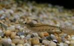 Mini Japonicas garnaaltjes voor schoonhouden van uw aquarium, Dieren en Toebehoren, Kreeft, Krab of Garnaal, Zoetwatervis, Schoolvis