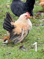 CHABO HANEN, Dieren en Toebehoren, Pluimvee, Mannelijk, Kip