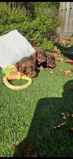 ruwharige dwerg teckel ( CHOCO)  dwergteckel pups, Dieren en Toebehoren, 8 tot 15 weken, Dwerg, Meerdere, Meerdere dieren