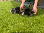 Boerderij kittens, Dieren en Toebehoren, Katten en Kittens | Overige Katten, Meerdere dieren, Kortharig, 0 tot 2 jaar