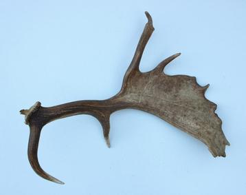 Groot DAMHERT GEWEI - 65 cm - afwerpstang (ref. T) beschikbaar voor biedingen