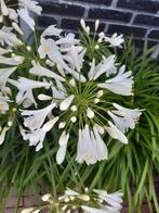 witte Agapanthus, rijkbloeiend, Afrikaanse lelie, 2 potten, Tuin en Terras, Bloembollen en Zaden, Ophalen, Voorjaar, Volle zon
