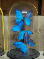Stolp met 3 grote blauwe vlinders taxidermie, Verzamelen, Dierenverzamelingen, Nieuw, Overige soorten, Opgezet dier, Ophalen