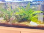 Aquarium te koop, Dieren en Toebehoren, Ophalen of Verzenden