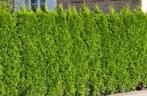 Thuja occ brabant conifeer, Bloeit niet, Halfschaduw, 100 tot 250 cm, Overige soorten