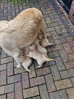golden retrievers pups, Dieren en Toebehoren, Golden retriever, Rabiës (hondsdolheid), 8 tot 15 weken, Meerdere dieren