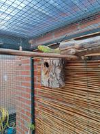 Nog 4 jonge grasparkieten aangeboden . 5 euro per stuk., Dieren en Toebehoren, Vogels | Parkieten en Papegaaien, Mannelijk, Parkiet