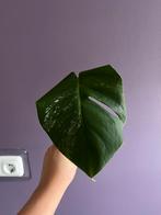 Monstera variegata stek 5, Ophalen, Overige soorten, Minder dan 100 cm