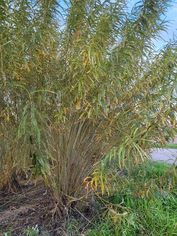 Salix viminalis struiken biologische geteeld  