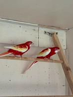 Koppel rubino Rossela,s, Dieren en Toebehoren, Meerdere dieren, Parkiet, Geringd