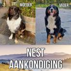 Nestaankondiging BernerSennen X AustralianShepherd mix, Particulier, Meerdere, Geslacht onbekend, 8 tot 15 weken