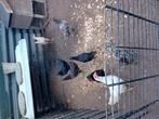 Gersey gaint hanen in alle kleuren, Dieren en Toebehoren, Vogels | Duiven, Mannelijk, Postduif